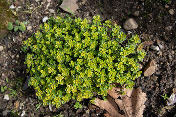 Thymus citriodorus or lemon thyme plant top view