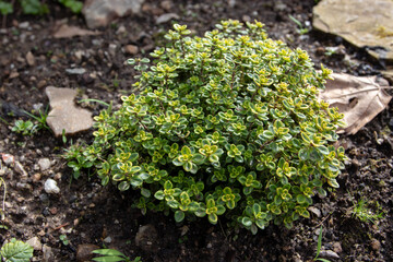 Thymus citriodorus or lemon thyme culinary herb plant