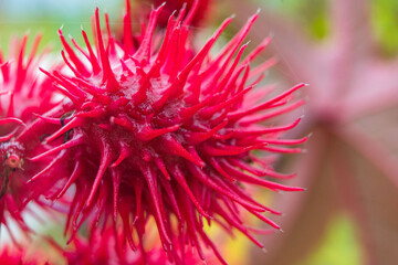 Summer flowers are blooming in the garden. flowers of different colors