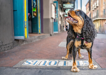 A cute dog, a Cavalier King Charles Spaniel, poses on St. Louis street in New Orleans, in the famous French Quarter. The dog is looking up. - obrazy, fototapety, plakaty