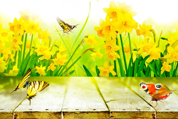 Yellow daffodils and butterflies in the garden