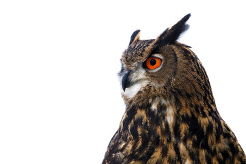 Portrait of owl. Eurasian eagle owl, Bubo bubo, isolated on white background. Detail of beautiful large owl with orange eyes. Wildlife winter nature. Bird in cold winter. Habitat Europe, Asia.