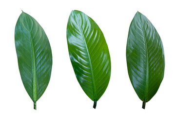 Green leaf isolated on white background