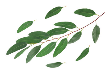 Eucalyptus leaves isolated on white
