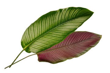 Calathea ornata ( Pin-stripe-calathea) tropical leaves isolated on white background. - obrazy, fototapety, plakaty