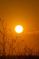 Golden sunset in the field