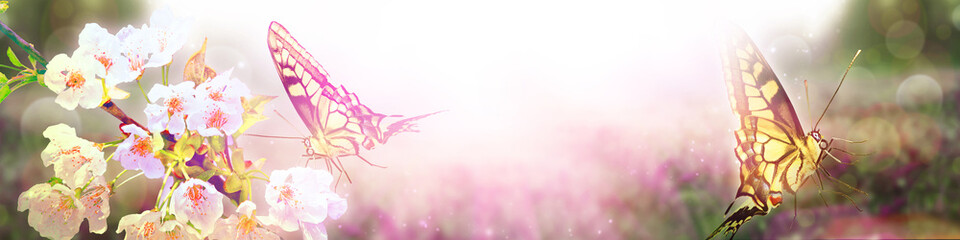 Fototapeta premium Beautiful branch of blossoming tree in spring with butterfly.