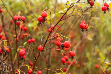 Red berries with red leaves. Rosehip in raindrops.
