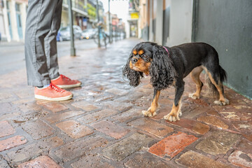 A cute dog, a Cavalier King Charles Spaniel, enjoys traveling with her owner in New Orleans, in the...