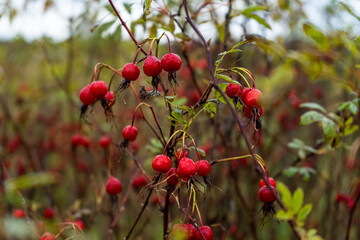 Red berries with red leaves. Rosehip in raindrops.