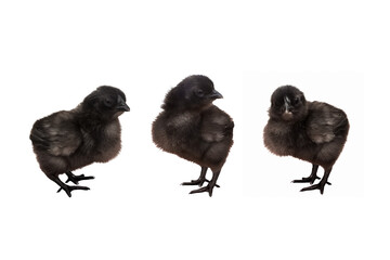 Three black chicks posing in front of a white background