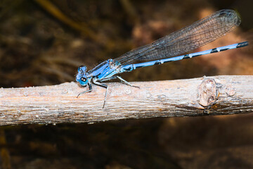 Libelula azul. Insecto macro.
