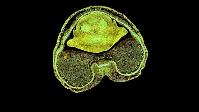 zoom in cross section cut slice of plant stem under the microscope &ndash; microscopic view of plant cells for botanic education &ndash; high quality animation