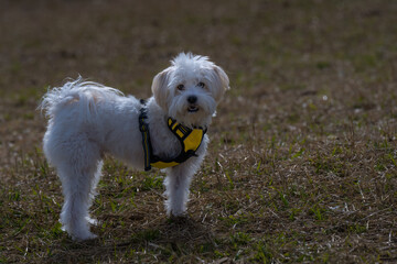 Naklejka na ściany i meble 2022-03-12 A SMALL WHITE DOG WITH A YELLOW HARNESS WITH THREE LEGS AND A BLURRY BACKGROUND AT THE OFF LEASH DOG AREA OF MARYMOR PARK IN REDMOND WASHINGTON.