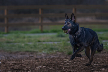 2022-03-14 A GERMAN SHEAPRD RUNNING WITH A BALL IN HIS MOUTH WITH CLEAR EYES AND FRONT LEGS OFF THE GORUND WITH COPY SPACE AND A BLURRY BACKGROUND-