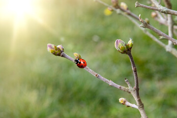 Green buds and a lady bug on branches in spring. Nature and blooming in spring time.