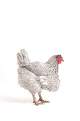 Gray Wyandotte Chicken Isolated on White Background