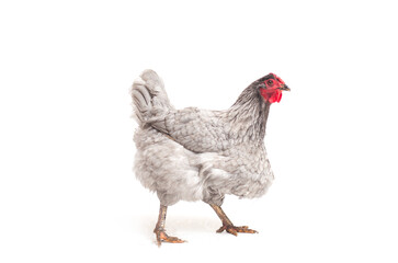 Gray Wyandotte Chicken Isolated on White Background