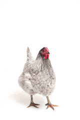 Gray Wyandotte Chicken Isolated on White Background