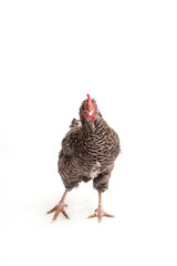 Barred Plymouth Rock Chicken Isolated on White Background