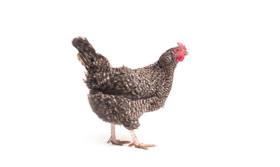 Barred Plymouth Rock Chicken Isolated on White Background