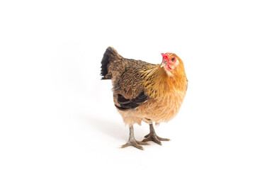 Red chicken isolated on white background