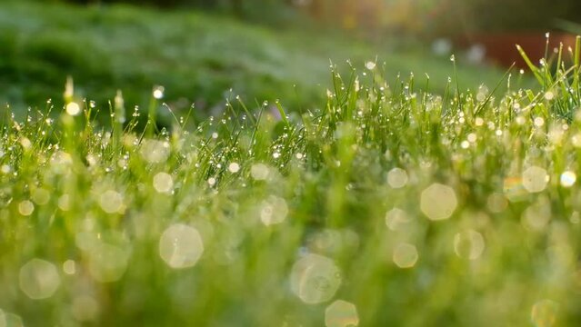 Grass and water drops macro background. Grass with water drops and sun rays in the summer garden.Wet grass in the garden.nature green background. 
