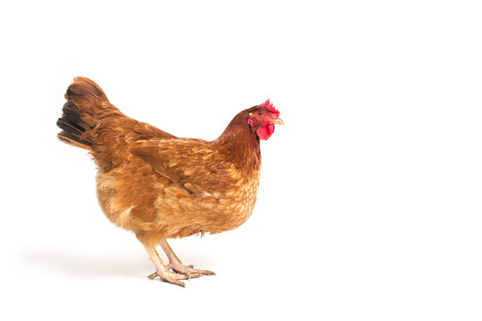 Red chicken isolated on white background