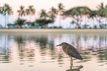 A beautiful bird at a lagoon in Honolulu, Hawaii, at Waikiki Beach. 