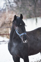 Obraz premium Portrait of a black horse in the paddock in winter on the snow. A beautiful horse in a blue halter looks at the camera