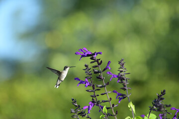 Hummingbirds are birds native to the Americas. They are the smallest of birds, most species measuring 7.5–13 cm (3–5 in) in length.