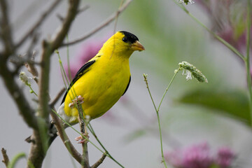 The American goldfinch is a small North American bird in the finch family