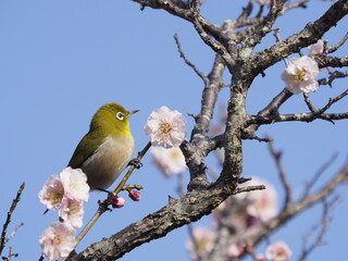ピンクの梅の花とメジロ