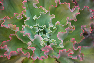 Close-up image of cabbage