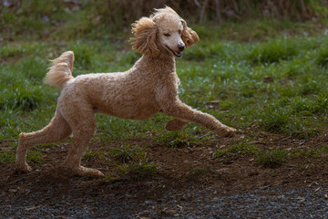  2022-03-14 A APRICOT CREME COLORED STANDARD POODLE RUNNING AND JUMPING AT A OFF LEASH DOG PARK AT MARYMOOR PARK IN REDMOND WASHINGTON