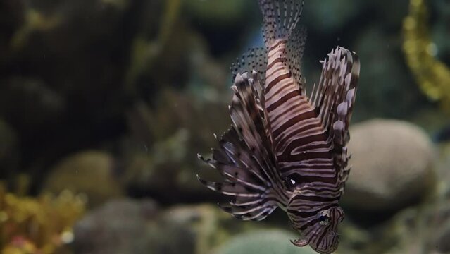 Red devil firefish swimming in seawater