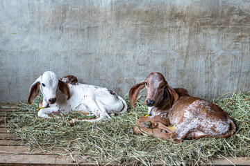Girolando calf confined in a dairy farm