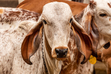 Girolando calf confined in a dairy farm