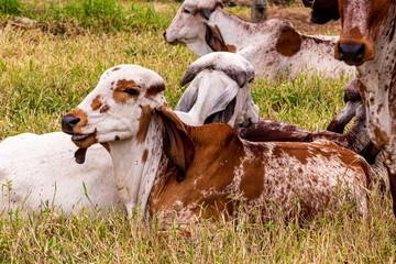 Girolando calf confined in a dairy farm