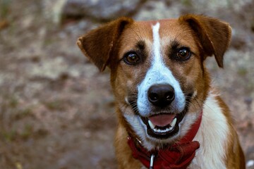portrait of a brown and white dog wearing a red collar