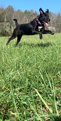 Leaping dog