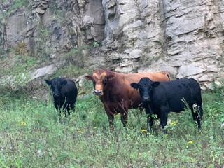 cows in the meadow