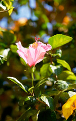 pink hibiscus flowers on a blurred background