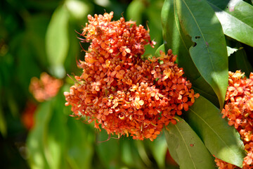 A bouquet of Ixora Chinensis Lamk, Ixora flower, Red spike flower, King Ixora blooming Rubiaceae flower, West Indian Jasmine are a beautiful flower on a blurred background growing in the flower garden