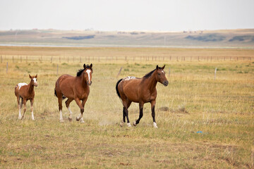 Two horses with a brown and white colt trotting in a summer pasture