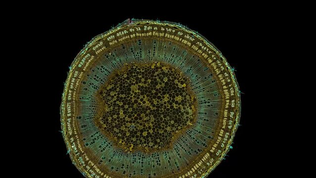 zoom in cross section cut slice of plant stem under the microscope – microscopic view of plant cells for botanic education – high quality animation