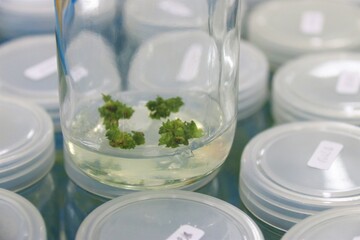 laboratory, lab, science, experiment, technology, plant, biology, tissue, research, green,...