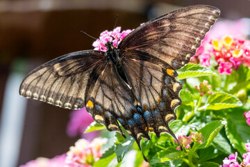 A female Eastern black swallowtail feeds on lantana on a backyard patio in Waukesha County Wisconsin.