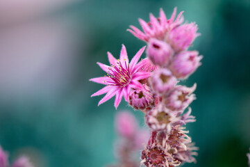 Pink Flower and flower buds of Hens and Chicks Plant