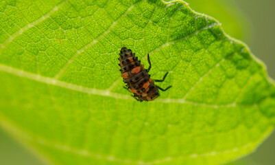 A black and orange ladybug larva crawling on a leaf